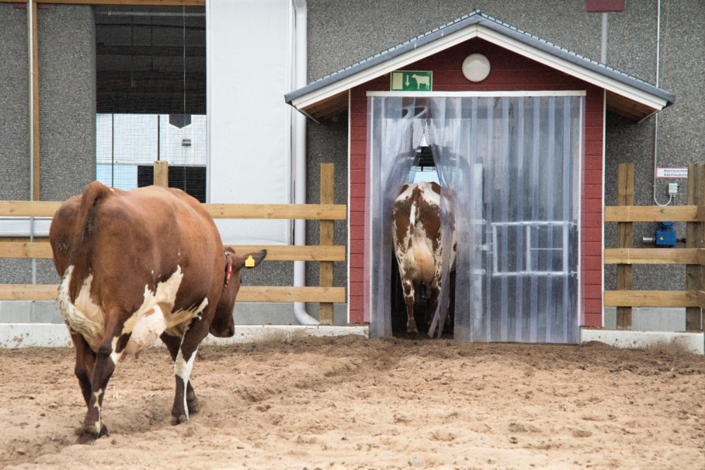 Valokuvassa kaksi lehmää menossa sisälle navettaan.