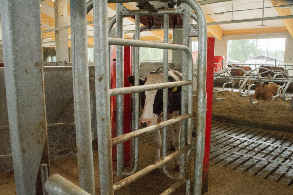 Valokuvassa älyportti, josta lehmä on menossa läpi.