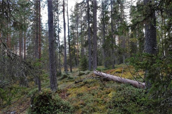 Valokuva suomalaisesta metsästä.